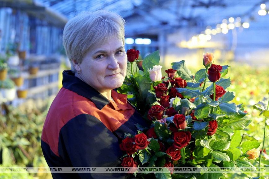 Первые тысячи тюльпанов и роз срезали в теплицах "Витебского Зеленстроя"