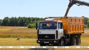 Площади под кукурузу на зерно увеличат до 50 тыс. га в Витебской области в 2027 году - Рогожник