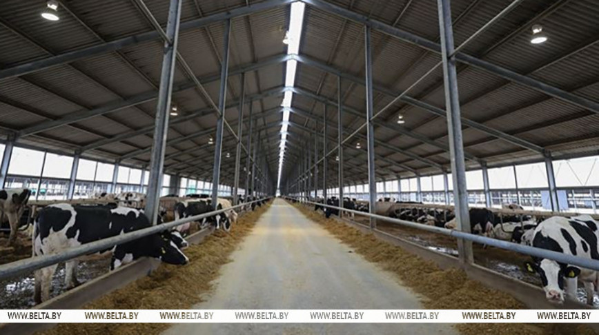 "Буренкам нужна ласка, а нам - дело по душе". Молодая семья из Верхнедвинского района о работе в АПК