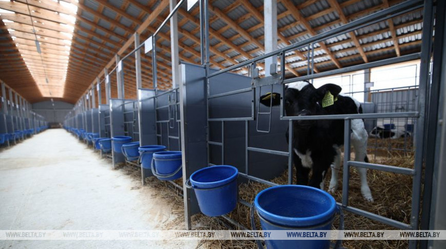 Более 150 профилакториев для телят построят в Витебской области