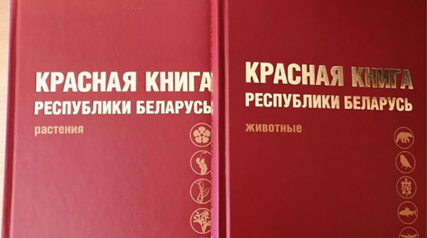 Места произрастания краснокнижных растений в Дубровенском районе переданы под охрану