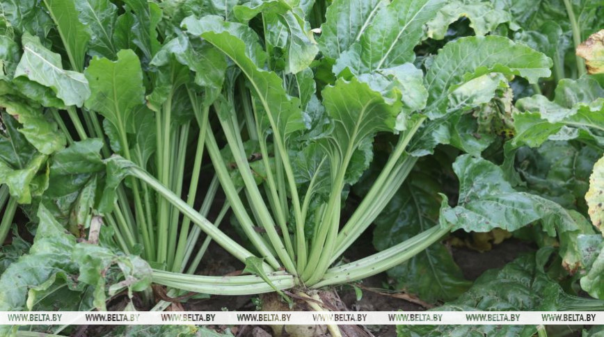 Belarus harvests over 20% of its sugar beet fields